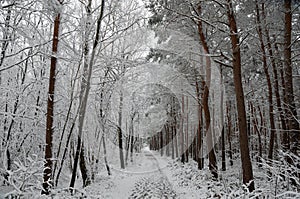 Snow covered trees with path in winter forest