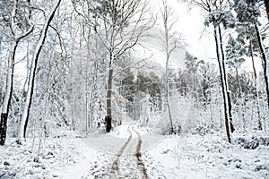 Snow covered trees with path in winter forest