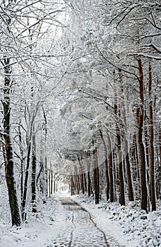 Snow covered trees with path in winter forest