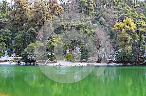 Snow Covered Trees with Reflection in Clean Water of Deoria or Deoriya Tal Lake - Winter Landscape in Himalaya, Uttarakhand, India