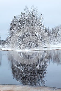 Snow-covered trees reflection in lake water at winter