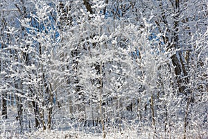 Snow covered trees right after a big snowfall