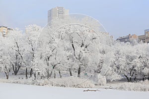 Snow-covered trees by the river