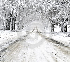 Snow covered trees and road, winter landscape