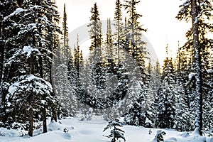 Snow covered trees and Rockies from Chester Lake. Peter Lougheed Provincial Park