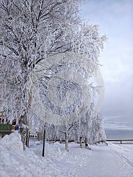 Snow-Covered Trees in Rovaniemi photo