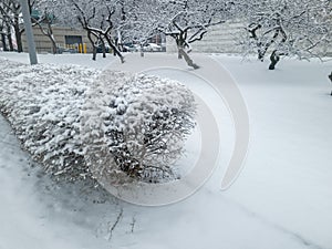 Snow covered trees and shrubs