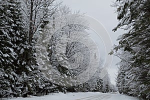 Snow covered trees in a snowy lane landscape
