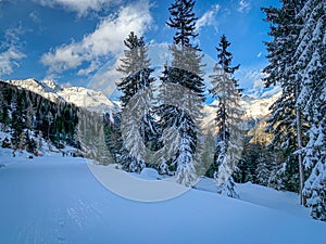 Snow covered trees stand at the edge of a slope in the Ã–tztal valley in Austria