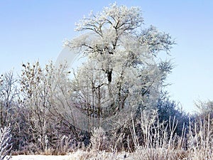 Snow-covered trees in the sunlight