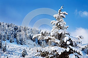 Snow-Covered Trees on a Sunny Day, Utah