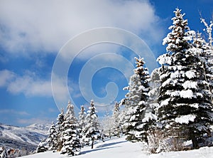 Snow-Covered Trees on a Sunny Day, Utah