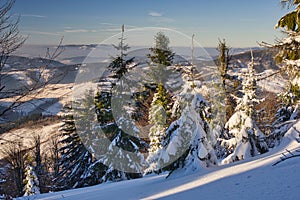 Snow covered trees during sunset on Velka Raca mountain on Kysucke Beskydy
