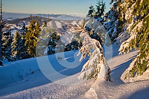 Snow covered trees during sunset on Velka Raca mountain on Kysucke Beskydy