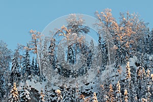 Snow-covered trees on the top of a mountain in the sunset light. Winter, Russia, the Urals