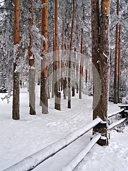 Snow covered trees, Trees in the forest photo