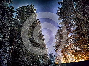 Snow-Covered Trees Under Starry Night Sky. A photo of trees at night taken as a painting. High graininess of the image