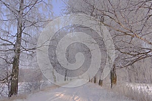 Snow covered trees  and white road between them. White landscape of Lithuania in a cold day