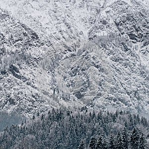 Snow covered trees in winter