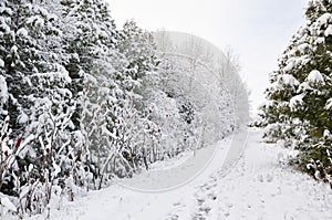 Snow covered trees in winter