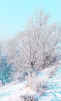 Snow covered trees in winter