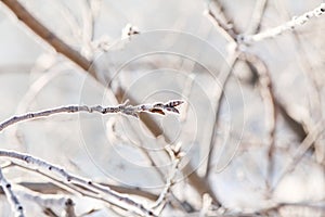 Snow covered trees in winter