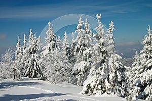 Snow covered trees in winter Carpathian