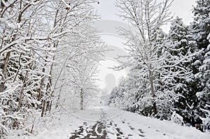 Snow covered trees in winter and empty trail