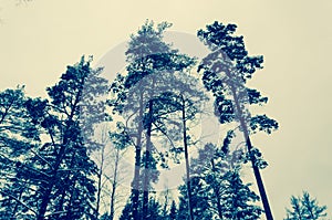 Snow-covered trees on a winter evening. Toned photo, soft focus