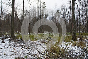 Snow covered trees in the winter forest