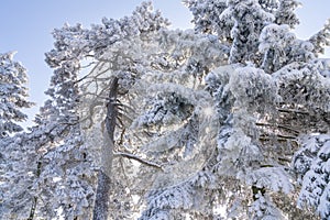 Snow covered trees. Winter forest