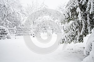 Snow covered trees. Winter forest