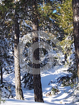 Snow covered trees in winter forest