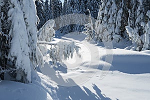 Snow covered trees in a winter forest