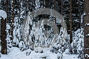 Snow covered trees in the winter forest. Christmas holiday background with snowy fir trees.Frosty day, calm fresh scene.Cold day