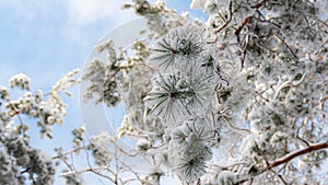 Snow covered trees in winter forest, detail