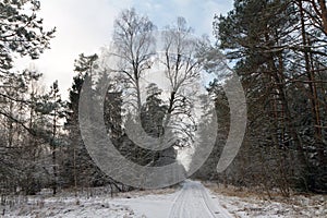 Snow covered trees in the winter forest with road