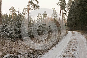 Snow covered trees in the winter forest with road