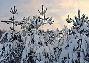 Snow covered trees in winter forest .