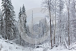 Snow-covered trees in the winter forest, Ural