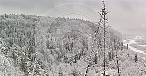 Snow-covered trees in the winter forest, Ural