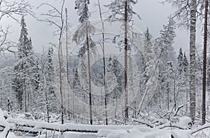 Snow-covered trees in the winter forest, Ural