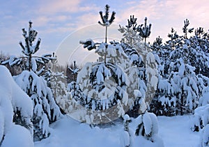 Snow covered trees in winter forest .