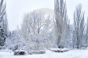 Snow-covered trees in winter park