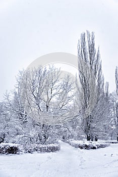 Snow-covered trees in winter park