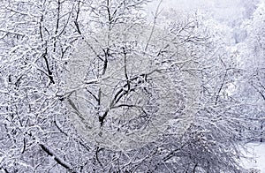 Snow-covered trees in the winter park. Picturesque winter landscape