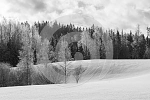 Snow-covered trees in a wintry landscape with cloudy sky in Haanja upland, Voru county, Estonia