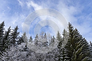 Snow-covered trees in a wintry landscape with a cloudy sky in Haanja upland, Voru county, Estonia