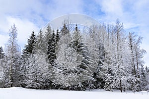 Snow-covered trees in a wintry landscape with a cloudy sky in Haanja upland, Voru county, Estonia