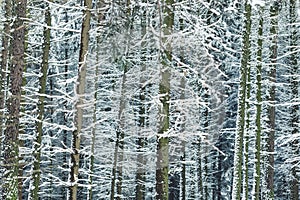 Snow covered trees wood background